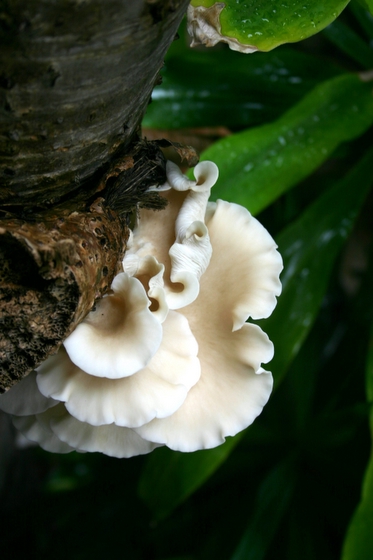 tree fungus