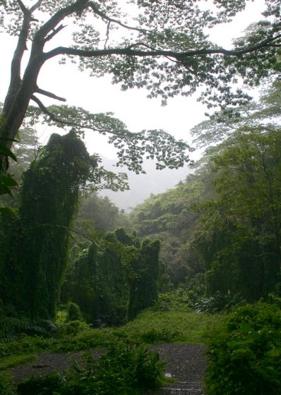 manoa