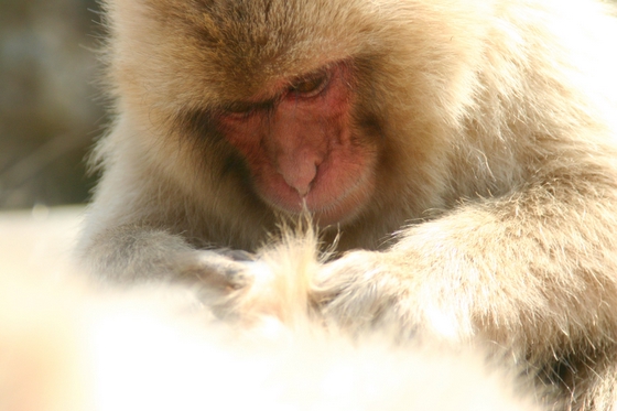 monkey onsen