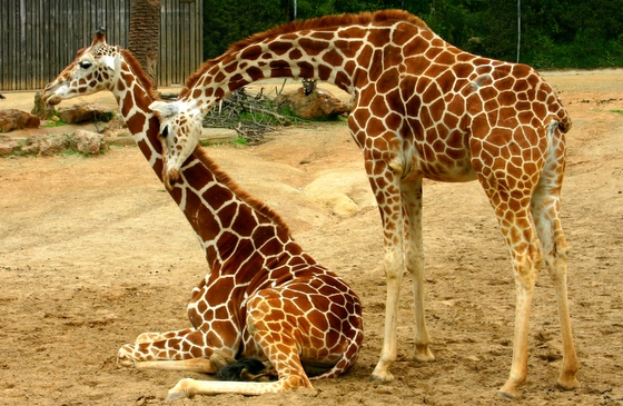 giraffes