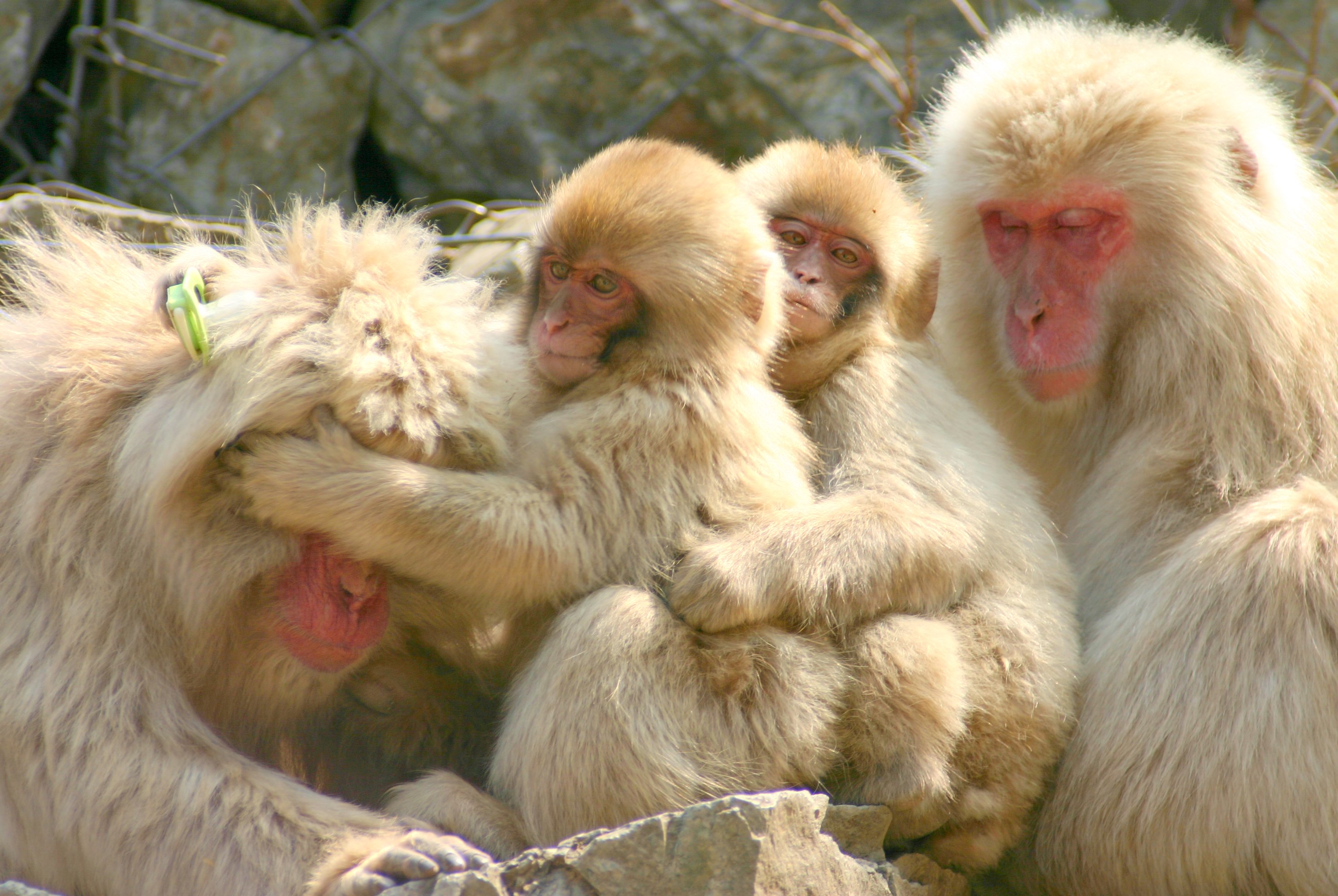 Resume Resume Monkey monkey onsen japan 2005 the warifier