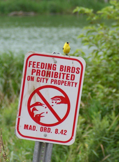 yellow finch